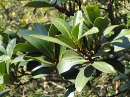 Image result for Rapanea