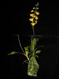 Image result for Polystachya valentina