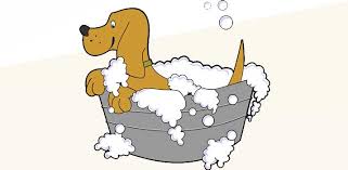 2 suds your dog up with dish soap. Can You Use Baby Shampoo On Dogs Daily Dog Stuff