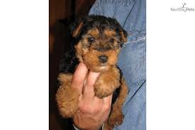 Welsh terrier puppies for saleselect a breed. Puppies For Sale From Welsh Terrier Puppies Member Since December 2009
