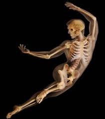 Home > anatomical charts > thin man giant anatomy overlay anatomical chart. 8 Anatomical Overlays Ideas Anatomy For Artists Anatomy Art Human Figure