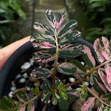 Image result for Phyllanthus polyanthus