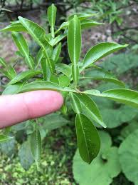 日本最古の柚子のまち 埼玉県毛呂山町 で植物観察 後編 Buna コラボ企画 Buna Bun Ichi Nature Web Magazine 文一総合出版