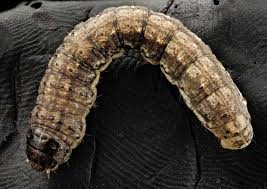 Picked it up with tissue paper and decided to record it so that i can share it. Cutworms How To Get Rid Of Cutworms In Your Garden The Old Farmer S Almanac