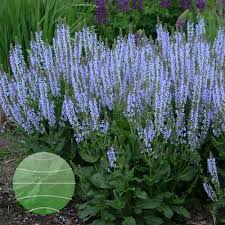 This color was named with the keyword crystal blue eyes by the users. Salvia Color Spires Crystal Blue Walter Blom Plants B V