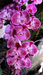 Image result for Orchidaceae