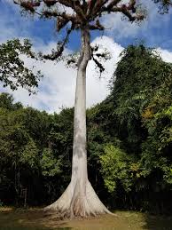 Image result for Ceiba