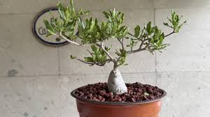 Image result for Fockea