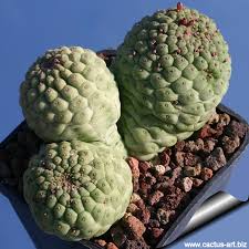 Image result for Dyschoriste trichocalyx