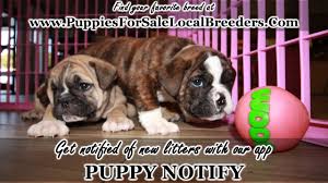 Find dogs for sale on oodle classifieds. Lab Puppies For Sale In Louisiana Craigslist 07 2021