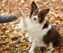 Besonders beliebt sind das apportieren und agility. Hundespiele Fur Drinnen Und Draussen