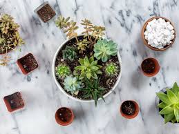 Once the seeds are sown, set the pots or tray in a dish of water. How To Make An Easy Succulent Container Garden