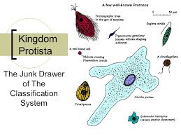 Kingdom Protista Sada Margarethaydon Com