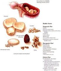 Bladder Stones Very Helpful Veterinary Tech Vet Medicine Veterinary Medicine