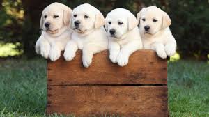 Dog S Colour Linked To Early Death Queensland Times Parents, teachers, churches and recognized nonprofit organizations may print or. dog s colour linked to early death