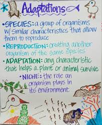 Adaptations Anchor Chart Animal Adaptations Anchor Chart Adaptations Anchor Chart Science Anchor Charts