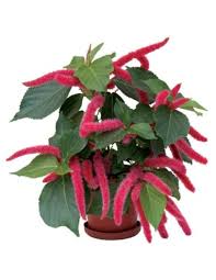 Image result for Acalypha bipartita