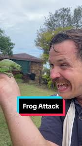 Australian Frog Attack! Unbelievable Encounter with Green Tree Frogs