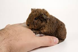 Guinea Pig Colours Choosing A Guinea Pig Guinea Pigs