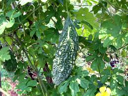 Image result for Momordica multiflora