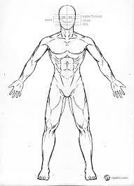 The early stages of a figure drawing usually involve careful measuring and identifying the gesture. Male Anatomy Drawing Model Front Desenhos Desenho Anatomia