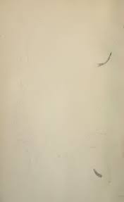 Image result for Justicia fittonioides