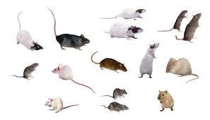 Png 12 Rat Png 12 Mouse Rats Png Mouse Png Rat Silhouette Etsy In the large rats png gallery, all of the files can be used for commercial purpose. png 12 rat png 12 mouse rats png mouse png rat silhouette mouse files clipart rat clipart vector images mouse