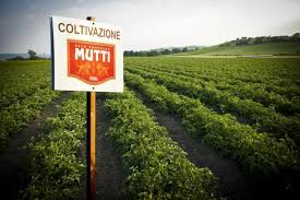 Francesco mutti (49) führt in vierter generation den tomatenproduzenten aus ähnlich, woher kommen tomaten von mutti?. Mutti Aus Italien Will Tomatengeschmack Der Deutschen