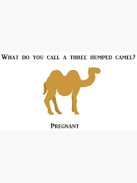 A three humped camel riddle. 3 Humped Camel Joke Jokes Wall
