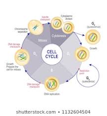 Royalty Free Meiosis Stock Images Photos Vectors