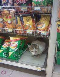 Sometimes You Will Find A Dog Or Cat Inside A 7 Eleven Store Also Http Www Islandinfokohsamui Com Animals 7 Eleven Thailand