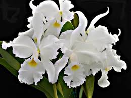 C. warscewiczii alba 'Leo Holguin' FCC-AOS