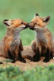 I Might Need To Have A Fox For My Next Pet I Can T Get Over How Darling They Are Cute Animals Animals Kissing Animals