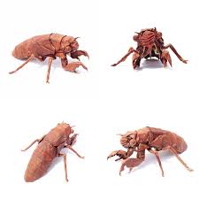 Mar 21, 2021 · metadata coordinators (mcs), help and advise book coordinators, and take over the files with the completed recordings (soloists are also book coordinators in this sense, as they prepare their own files for the meta coordinators). 24 More Amazingly Realistic Looking Origami Insects