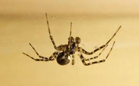 Now that the females are maturing, reaching their maximum size and laying eggs, they are being noticed, and we expect to be receiving numerous. Blog What It Means If Your Dallas Fort Worth Home Has More Spiders Than Usual