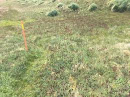 This week at Macquarie Island: 1 February 2019