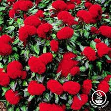 Image result for Celosia elegantissima