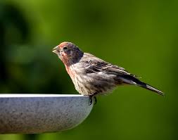 We did not find results for: Three Tips On The Selection And Placement For Your New Birdbath Backyard Birds The Bird Food Store Matthews Nc