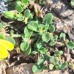 Image result for Justicia odora