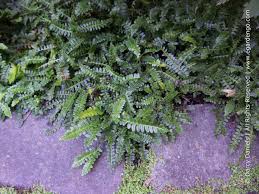 Image result for Blechnum punctulatum