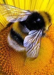 My Spirit Animal Soft And Fuzzy With A Stinger Bee Animals Animals Beautiful