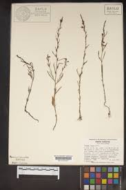 Image result for Striga bilabiata