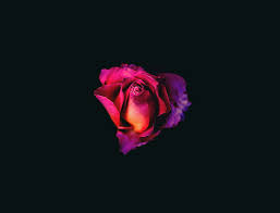 Red rose background black rose red background rose red rose background black black background red black flowers roses love flower macro high definition picture romance bouquets nature decoration red roses season color white yellow colorful valentine039s gift day plants bloom. Hd Wallpaper Rose Dark Flower Black Background Studio Shot Flowering Plant Wallpaper Flare