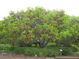 Image result for Schotia brachypetala