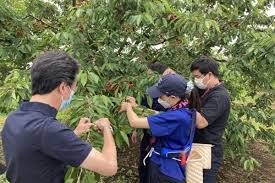 農業労働力支援事業」を活用し、3社協力でさくらんぼ県「山形」の地方創生を目指す | HR（Human Resources） | 事例 |  企業・団体向け | JTB 法人サービス