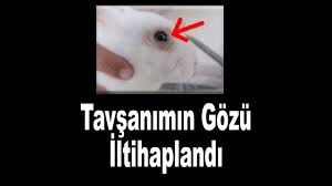 Tavsanin Gozu Iltihaplanmis Veteriner Tavsiyesi Ile Tavsan Goz Iltihabi Tedavi Videosu Youtube