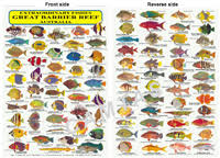 62 Described Coral Reef Fish Chart