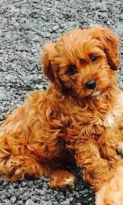 Deep Red And Deep Apricot Cavapoos Aberystwyth Ceredigion Pets4homes Cavapoo Puppies Maltipoo Dog Cockapoo Puppies