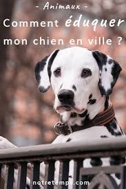 Marcher Aux Pieds Ne Pas Tirer Sur La Laisse Ni Sauter Sur Les Passants Les Conseils Education En Ville De Bruno Legrand Educa Chien Chien Dalmatien Animaux