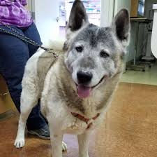 We offer a complete range of veterinary services including, but not limited to: Animal Care Hospital Dr Ron Boyd 21554 Ca 18 Apple Valley Ca 92307 Usa